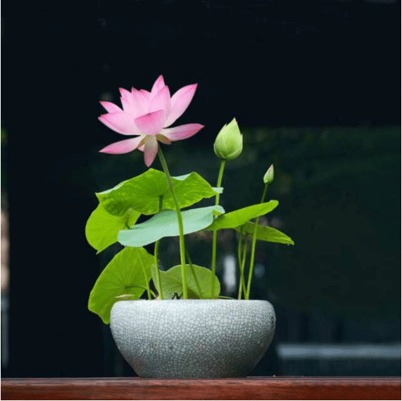 Japanese Premium Lotus Flower Seeds